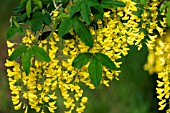 LABURNUM