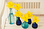 NARCISSUS DUTCH MASTER IN BLUE GLASS VASES