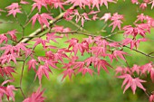 ACER PALMATUM SHINDESHOJO IN SPRING