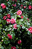 CAMELLIA JAPOINICA AKASHIGATA (LADY CLARE)