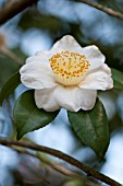 CAMELLIA JAPONICA TOKAYAMA