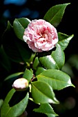 CAMELLIA JAPONICA CONCORDIA