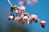 PRUNUS ACCOLADE, BLOSSOMS IN SPRING