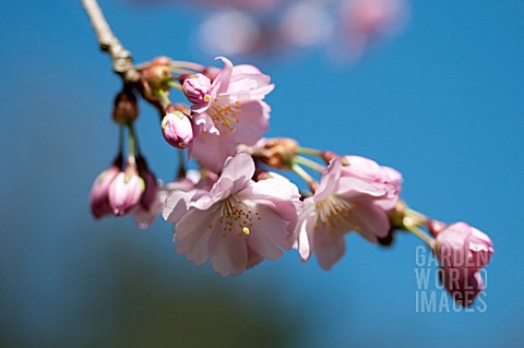 PRUNUS_ACCOLADE_BLOSSOMS_IN_SPRING
