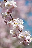 PRUNUS ACCOLADE, BLOSSOMS IN SPRING