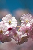 PRUNUS ACCOLADE, BLOSSOMS IN SPRING