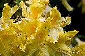 RHODODENDRON CALENDULACEUM