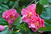 CAMELLIA JAPONICA MONTE CARLO