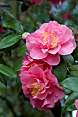 CAMELLIA JAPONICA MONTE CARLO