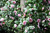 CAMELLIA JAPONICA CONCORDIA