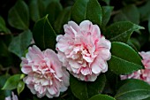 CAMELLIA JAPONICA CONCORDIA