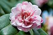 CAMELLIA JAPONICA CONCORDIA