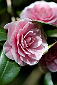 CAMELLIA JAPONICA EUGENE LIZE