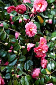 CAMELLIA JAPONICA AKASHIGATA (LADY CLARE)