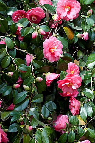 CAMELLIA_JAPONICA_AKASHIGATA_LADY_CLARE