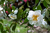 CAMELLIA JAPONICA HELEN BUZARD