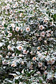 CAMELLIA JAPONICA LAMMERTSII