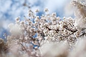 PRUNUS X YEDOENSIS, YOSHINO CHERRY TREE