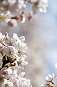 PRUNUS X YEDOENSIS, YOSHINO CHERRY TREE