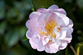 CAMELLIA JAPONICA NINA AVERY