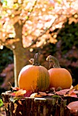 CUCURBITA PEPO, SUGAR PUMPKINS IN AUTUMN