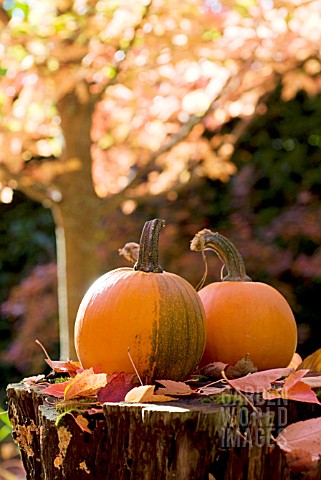 CUCURBITA_PEPO_SUGAR_PUMPKINS_IN_AUTUMN