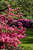 PINK AZALEA IN SPRING