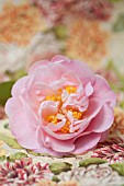 CAMELLIA JAPONICA NINA AVERY