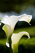 ZANTEDESCHIA AETHIOPICA CROWBOROUGH