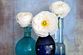 WHITE RANUNCULUS BLOSSOMS IN BLUE GLASS VASES