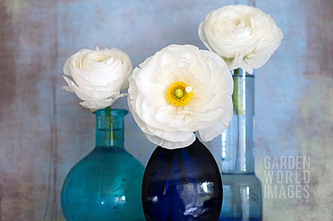 WHITE_RANUNCULUS_BLOSSOMS_IN_BLUE_GLASS_VASES