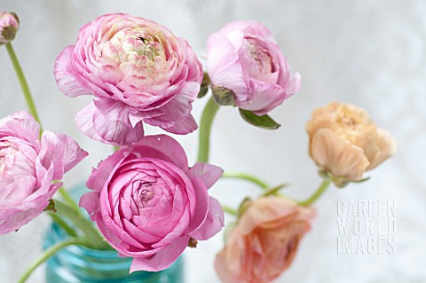 RANUNCULUS_FLORAL_ARRANGEMENT_IN_VASE