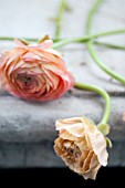 RANUNCULUS ON STONE BENCH