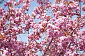 PRUNUS KWANZAN, KWANZAN CHERRY TREE