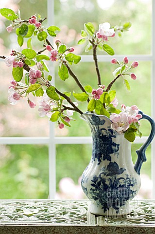 APPLE_BLOSSOM_IN_BLUE_AND_WHITE_PITCHER