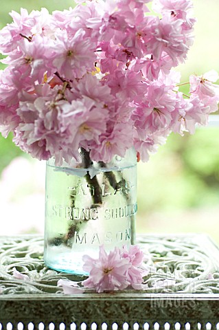 BLOSSOMS_OF_APPLE_AND_KWANZAN_CHERRY_IN_GLASS_VASES