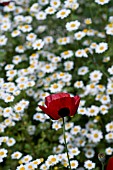 PAPAVER COMMUTATUM LADYBIRD WITH LEUCANTHEMUM VULGARE