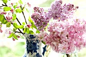BLOSSOMS OF APPLE, LILAC AND KWANZAN CHERRY IN VASES IN FRONT OF WINDOW