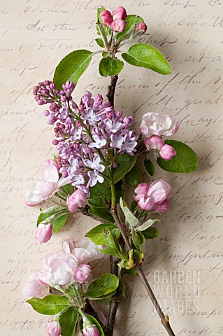 BLOSSOMS_OF_MALUS_AND_SYRINGA_VULGARIS_IN_SPRING