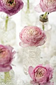 RANUNCULUS FLORAL ARRANGEMENT IN CRYSTAL VASES