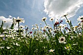 LEUCANTHEMUM VULGARE AND GLADIOLUS BYZANTINUS