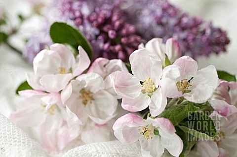 BLOSSOMS_OF_MALUS_AND_SYRINGA_VULGARIS__IN_SPRING