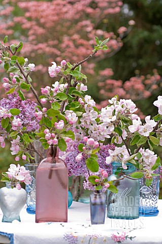CUT_BRANCHES_WITH_BLOSSOMS_OF_MALUS_AND_SYRINGA_VULGARIS_IN_PINK_AND_BLUE_GLASS_VASES