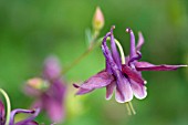 AQUILEGIA