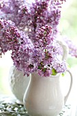 SYRINGA VULGARIS IN VINTAGE WHITE PITCHERS