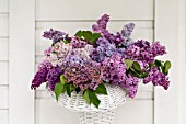 SYRINGA VULGARIS, BOUQUET IN SPRING