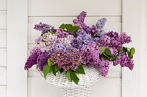 SYRINGA_VULGARIS_BOUQUET_IN_SPRING