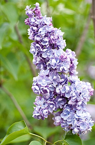 SYRINGA_VULGARIS_ALICE_CHRISTIANSON