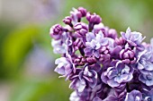 SYRINGA VULGARIS ALICE CHRISTIANSON