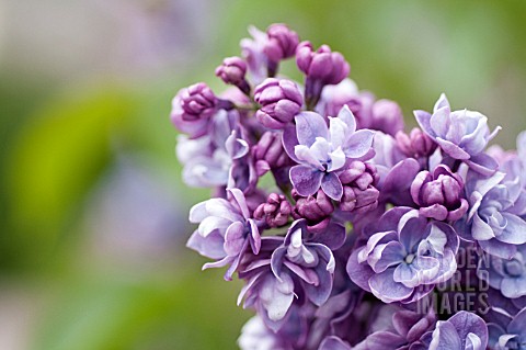 SYRINGA_VULGARIS_ALICE_CHRISTIANSON